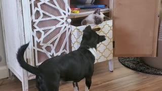 Kitty in a box and puppy play
