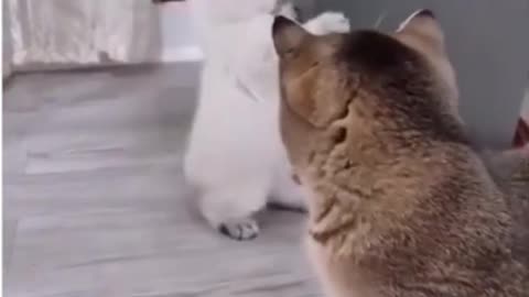 Funny fight cat