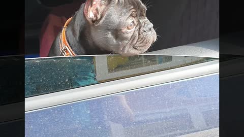 Happy french bulldog