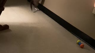 Cat trying to open a door and climb up the wall