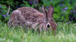 Rabbit Eating a Carrot