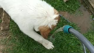 Pups vs Water Hose