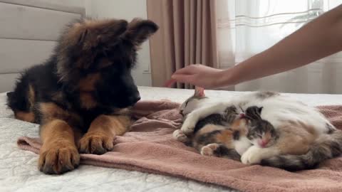 German shepherd puppy being affectionate with his best friend cat and his puppies