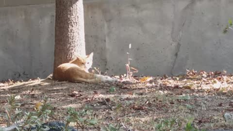 Cat dreaming of a pig under golden light