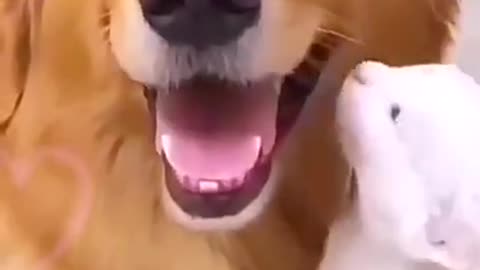 Funny Cat And Dog