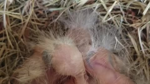 Front Door Bird Nest