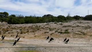 Chicks rescued from Robben and Jutten islands