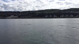 Orcas Swimming Nearby