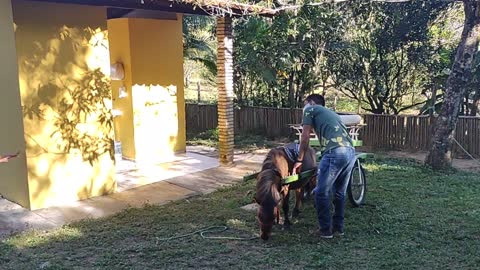 Little Pony Ride - Brazil