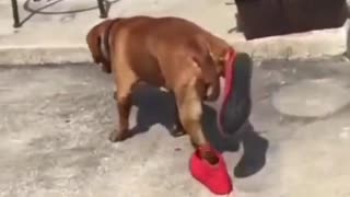 Funny dog ​​with shoes in his feet