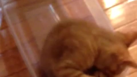 Kitten Chases Tail In Tupperware