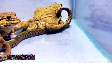 This Asian Bullfrog Is A TANK - Snake Doesn't Even Faze It
