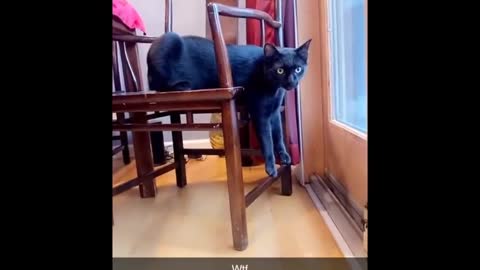 Funny Cats 😹 - Don't Try To Stop Laughing 🤣 - Funniest Cats Ever