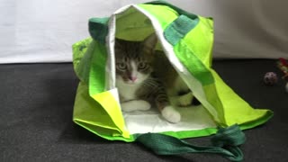 Cute Kitten Discovers Large Shopping Bag