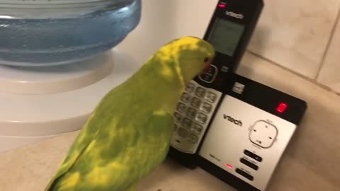 A Parrot talking has a profound conservation with her friends