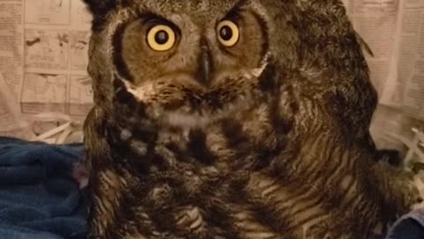 hoot#Owl#birdsoftiktok.