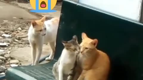This cat lost his girl to another cat