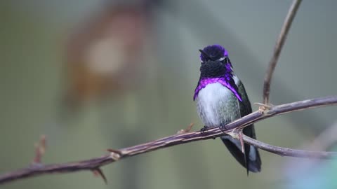 Close Up Shot of a Humming Bird