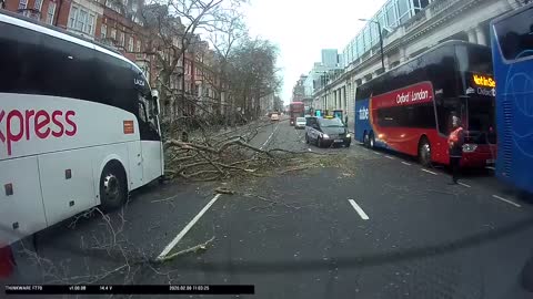 Dash cam captures the moment of tree falling onto vehicle