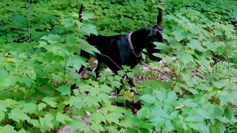 Joyful Great Dane puppy imitates hopping bunny flawlessly