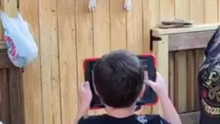 Boxer climbing a fence