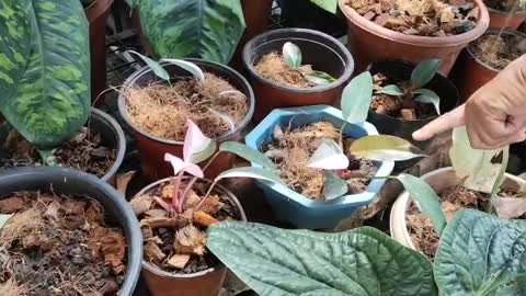 Rare Plant Shop