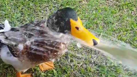 Duck Takes A Drink From Hose While Owner Sprinkles Water All Over Him