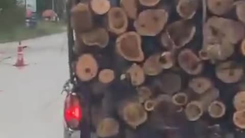Dog Balances on Truck-Top Log Load