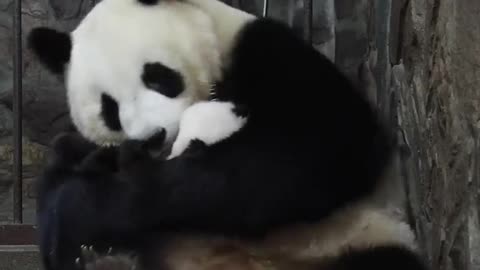 panda mom love her son