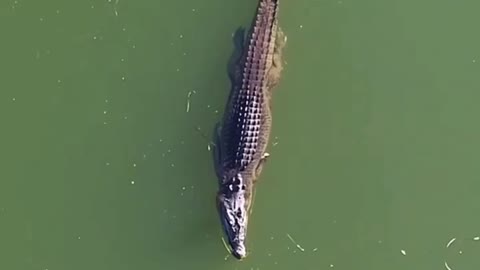 Crocodile in the greatest tranquility