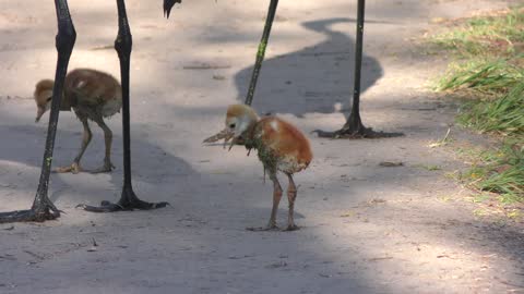 Sandhill cranes with their chicks in Florida park