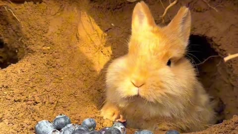 Cute cute rabbit eats blueberries