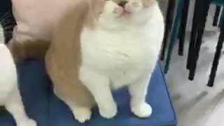 Funny pets cat. Kittens make it the most funny face in the world