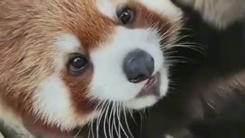 This little panda is so cute