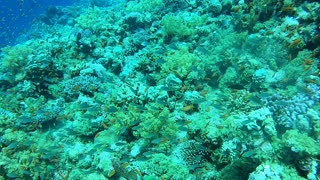 Coral reef and water plants in the Red Sea, Dahab, blue lagoon Sinai Egypt 12