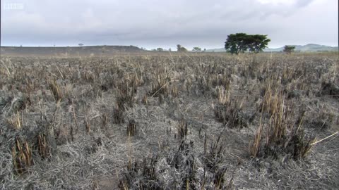 Devastating Wildfires on the Savannah | The Great Rift: Africa's Wild Heart | BBC Earth