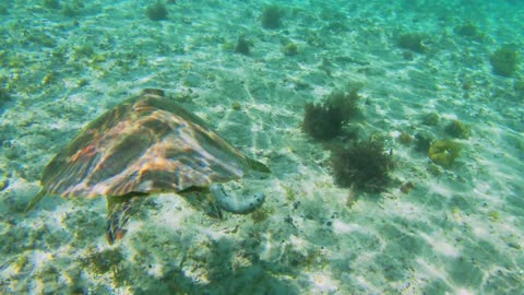 Giant turtle moves beautifully through shallow water