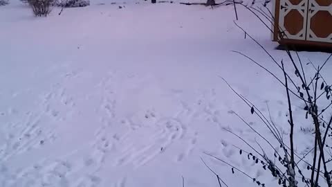 Piper The Spoiled Dogs First Snow