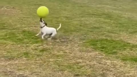 Funny Animal Videos 2024 Best Dogs And Cats Videos 😺😍 #56,gth