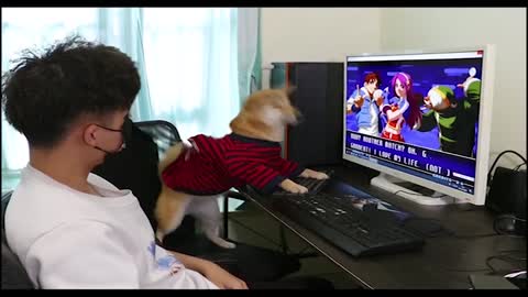 Funny dog playing PC Fighting Games