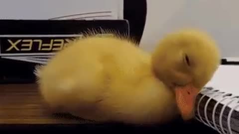 Cute duckling fall asleep , cuteness overload....
