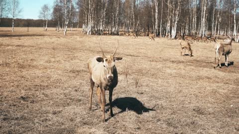 Cute little fawn standing on the field and chewing. Herd of wild deer feeding on the autumn meadow