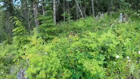 sandpoint log cabin July repairs