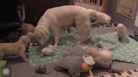 Dog- Mummy Dog teaching A Lesson