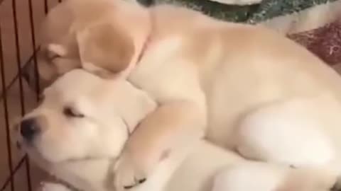 Labrador Puppies Sleeping On Each Other 🥰