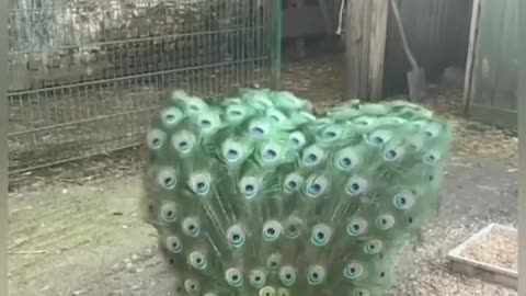 The peacock shows its feathers in an amazing and very wonderful way that fascinates the eye