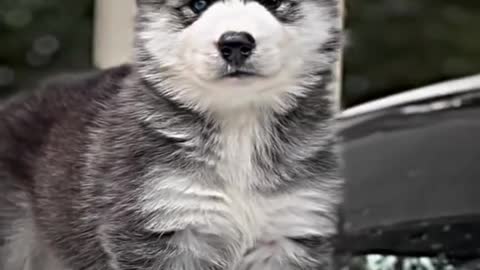 Beautiful puppy short video