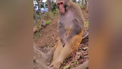 This monkey is sad thinking about his cheating girlfriend 😢🐵