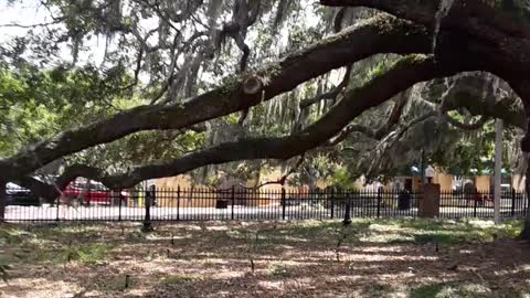 Safety Harbor, Florida "The Baranoff Tree" a 500 year old Live Oak.