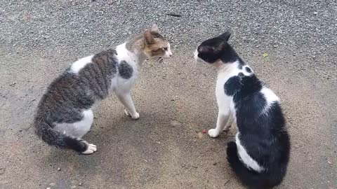 Cats Fighting with sound - Exclusive video viral hog video